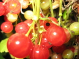 ninok33