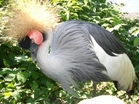 eara