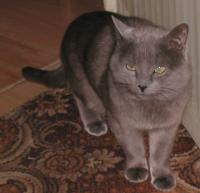 grey cat